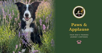 K9Bridge gallery image