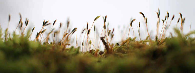 Salah Ait Mokhtar cover