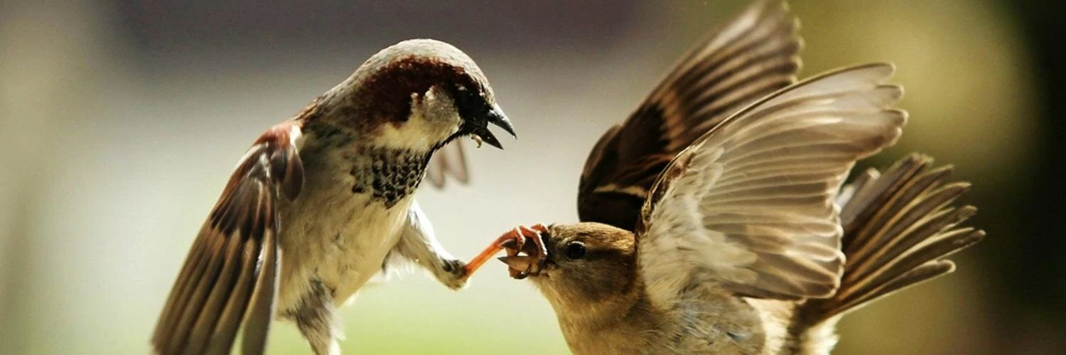 Joan Boixadós cover