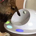 Color Match by CleverPet