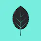 Alder