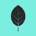 Alder