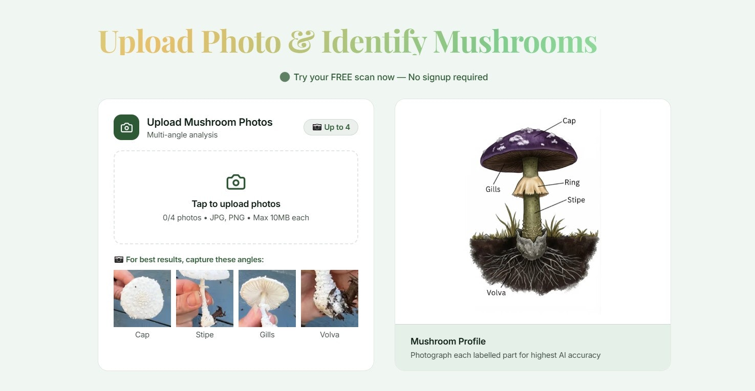 Mushroom Identifier gallery image