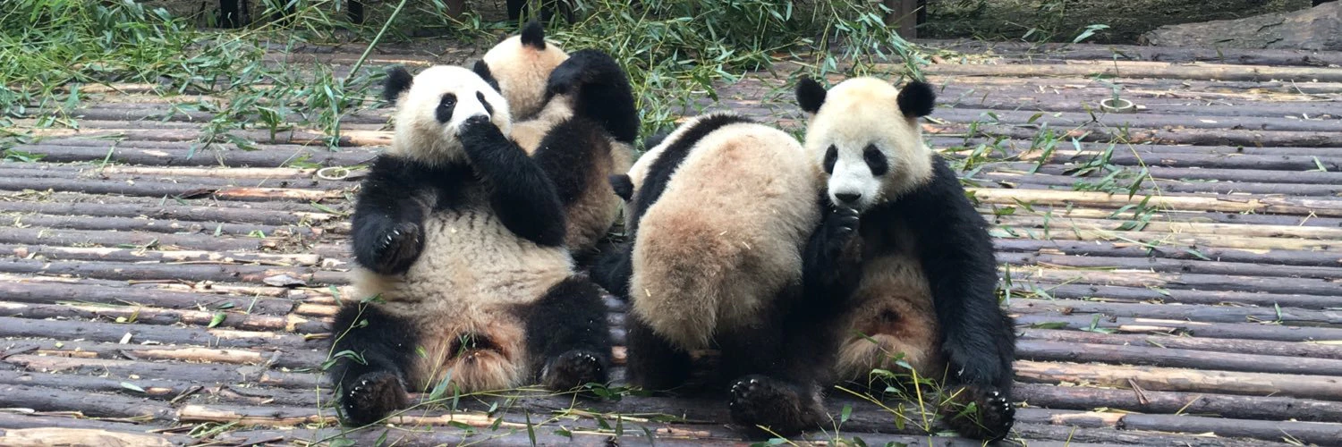 Vivian Cromwell cover