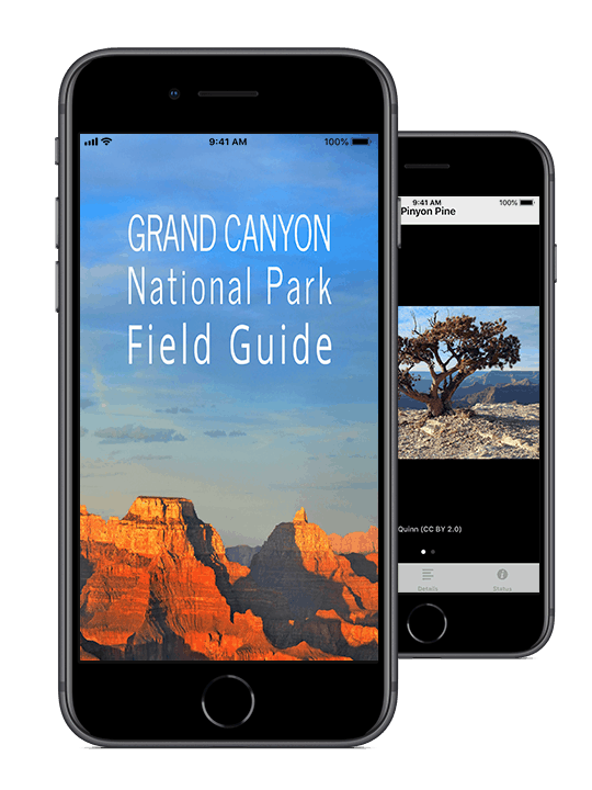 Grand Canyon NP Field Guide