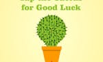 Lucky Cactus image