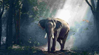 random animal generator gallery image