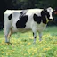 MooChat