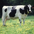 MooChat