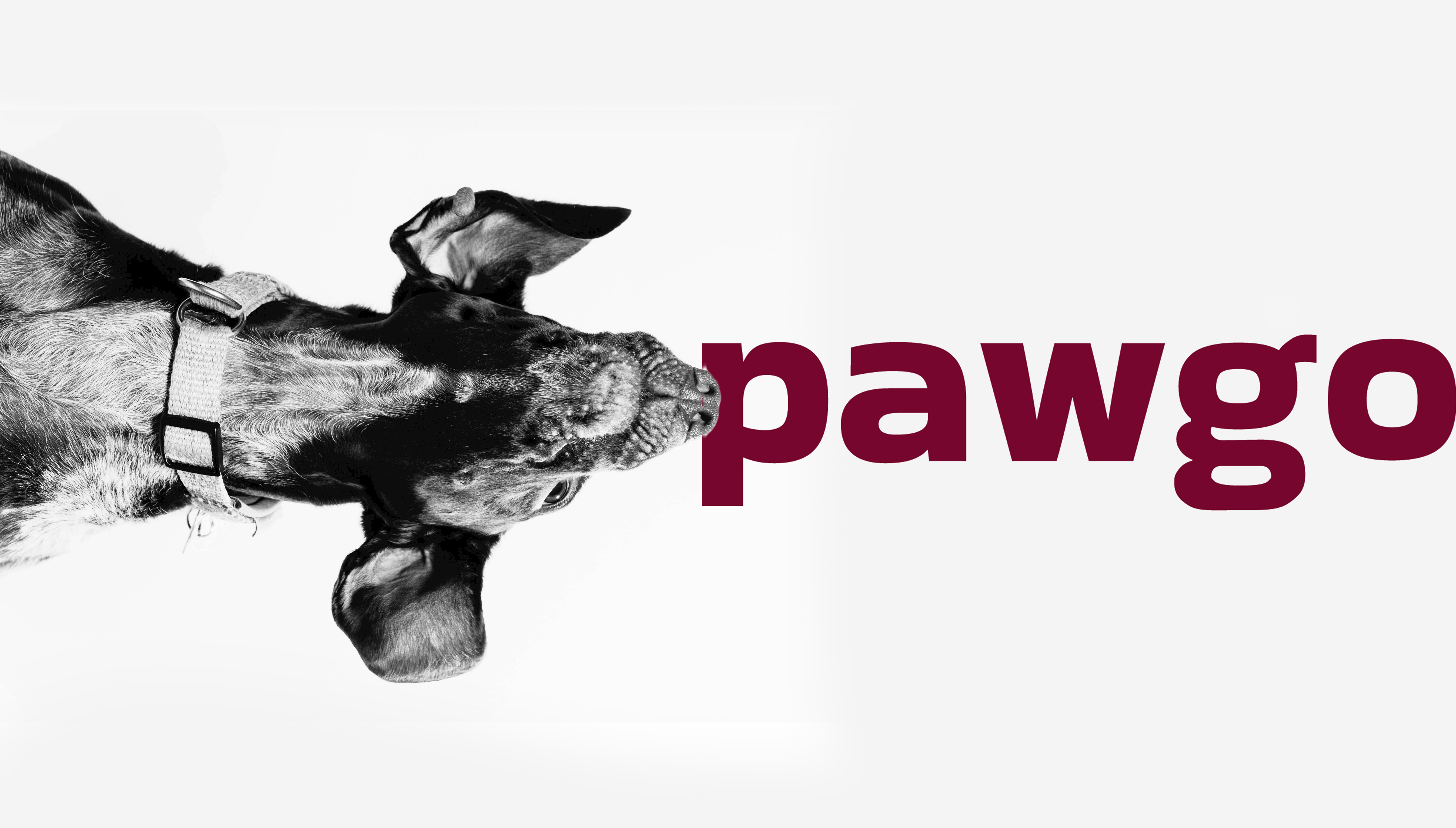 Pawgo gallery image