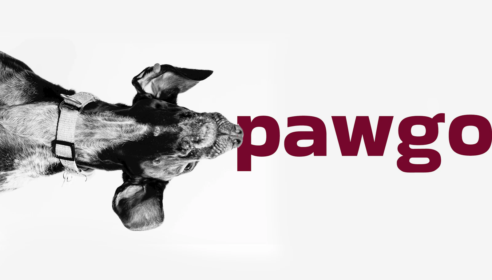 Pawgo screenshot 2