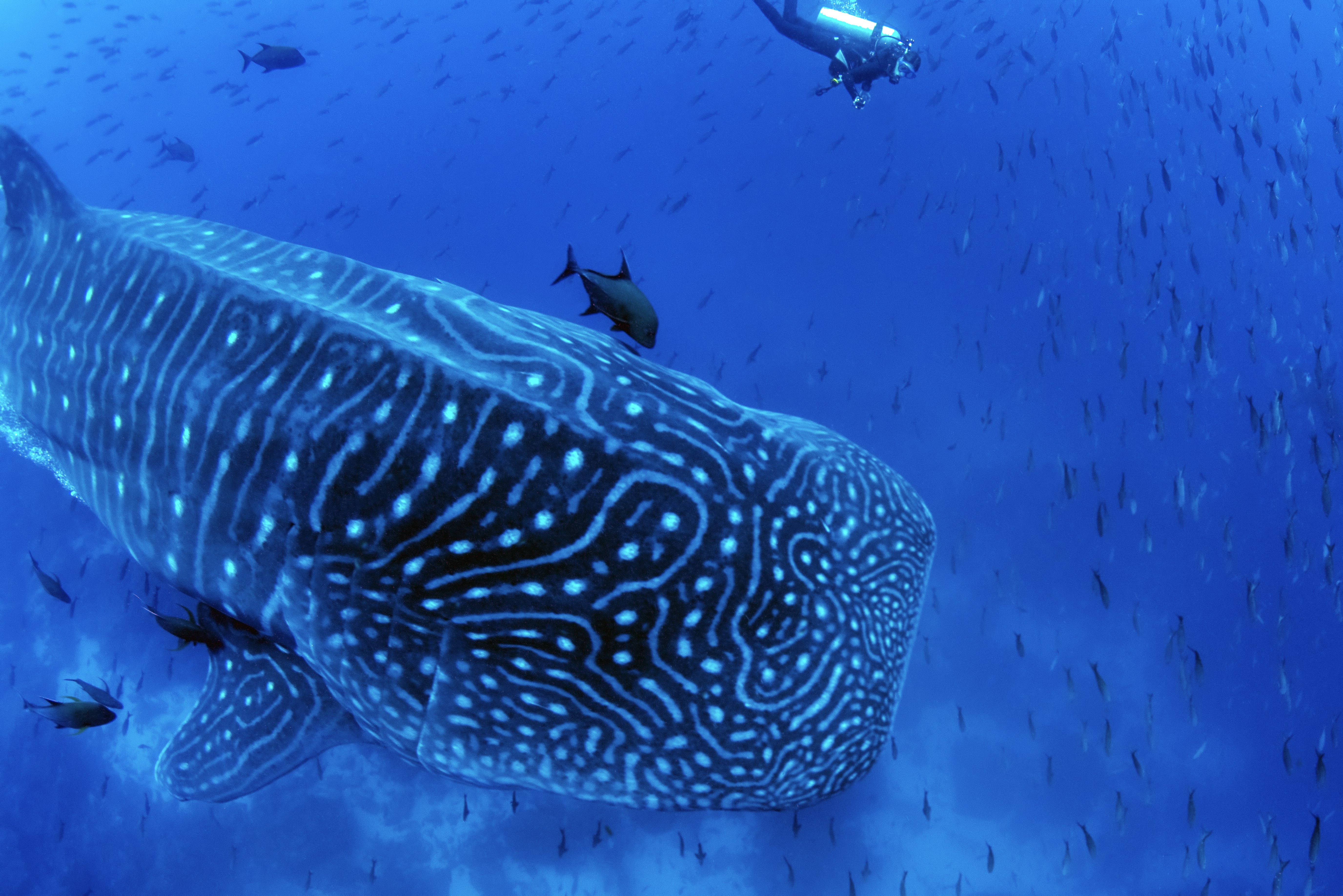 Pelagic Dive Travel gallery image