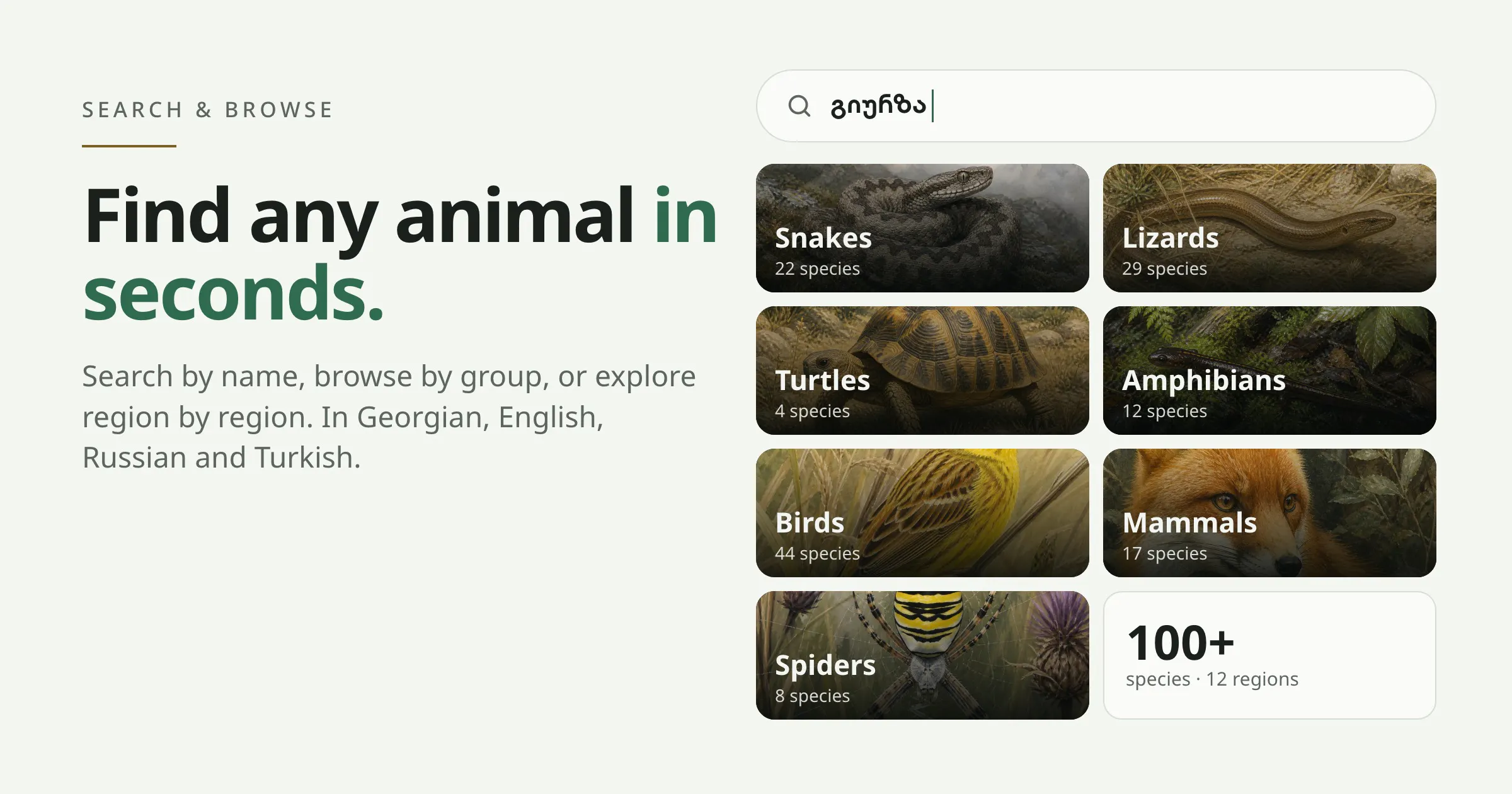 Reptiles gallery image