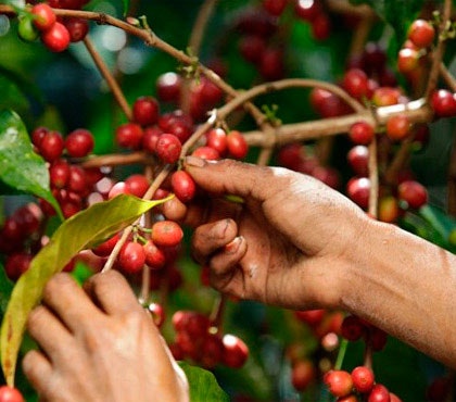 satoxishop.com gallery image