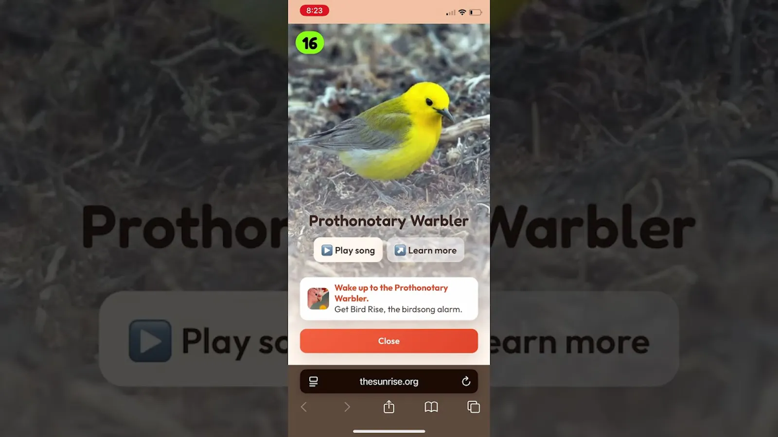 2048 Rare Birds screenshot 1 (video preview)