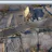 Hivemapper