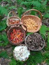 Foraged gallery image