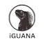 Guayusa Tee