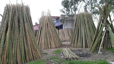 Nguyên Liệu Tre gallery image