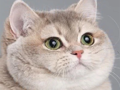 Shove It In Your Face Hole