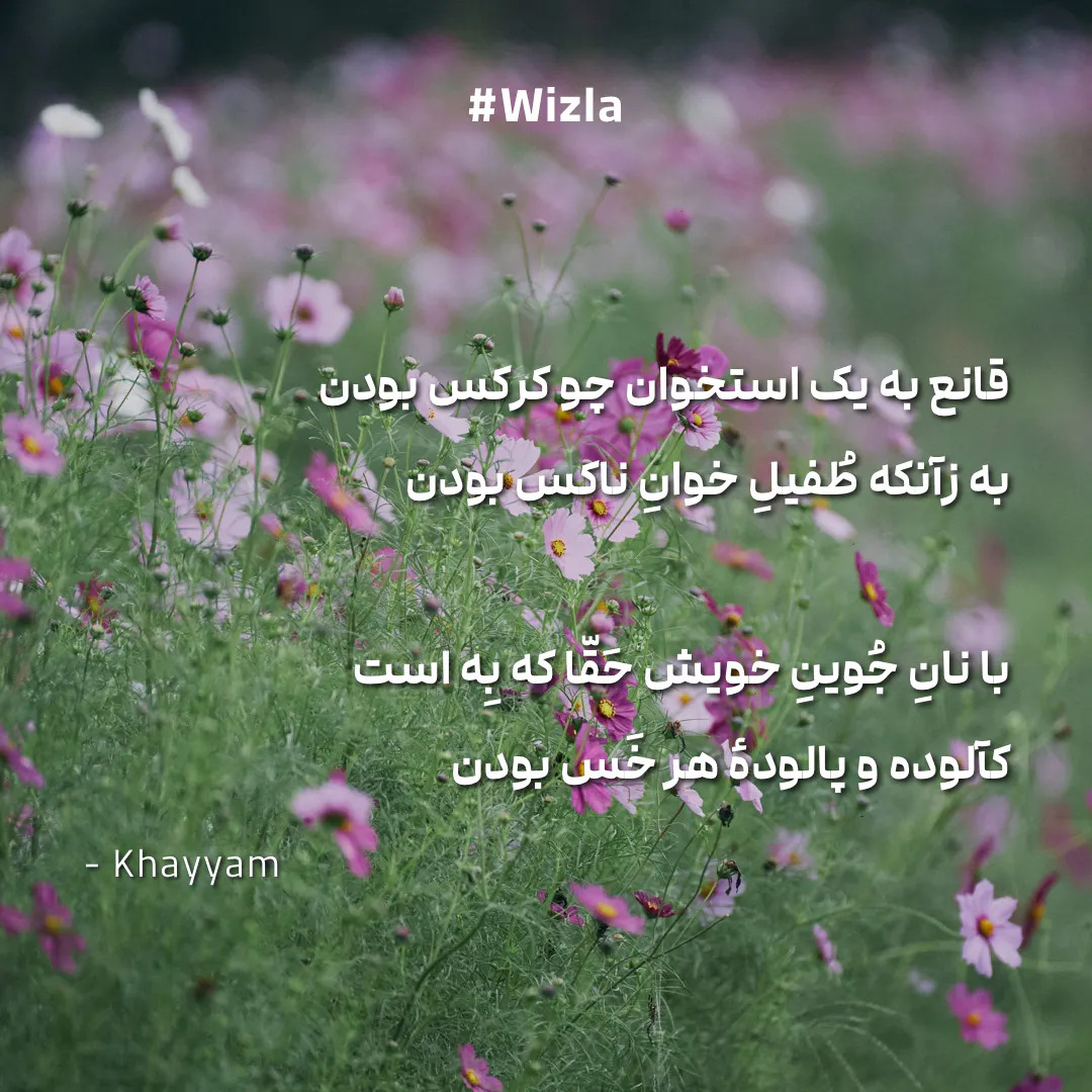 Wizla gallery image