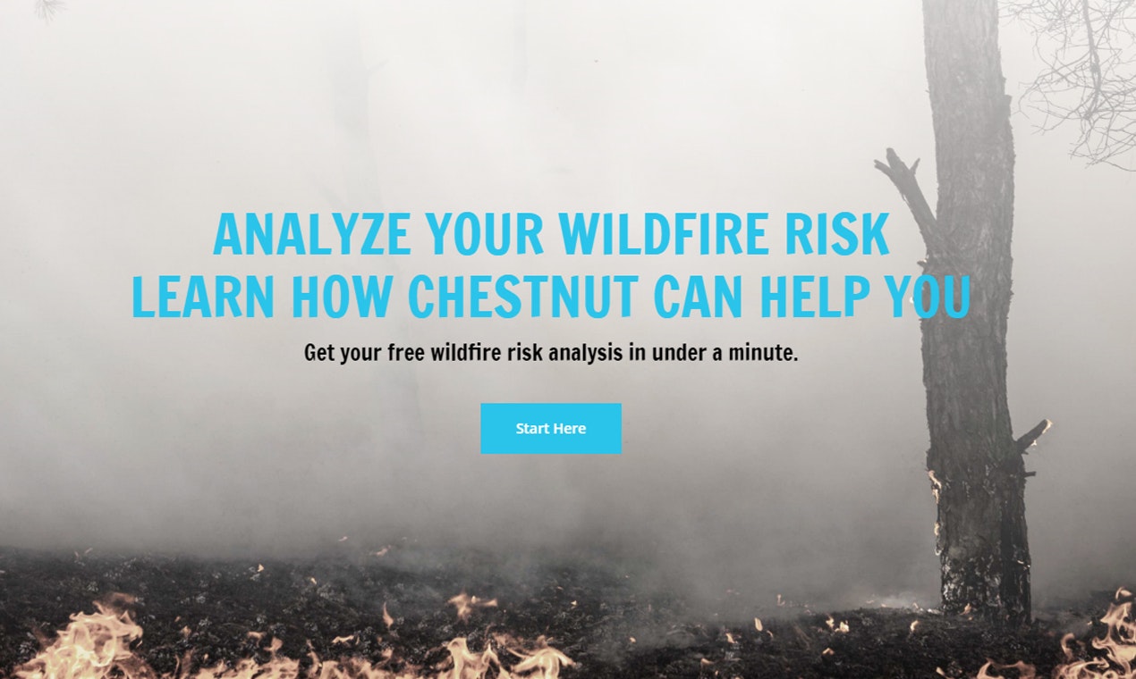 Chestnut gallery image