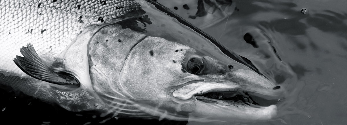 alphasea gallery image