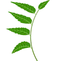 Prakriti Ayurveda