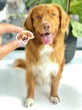 Sticker Pet gallery image