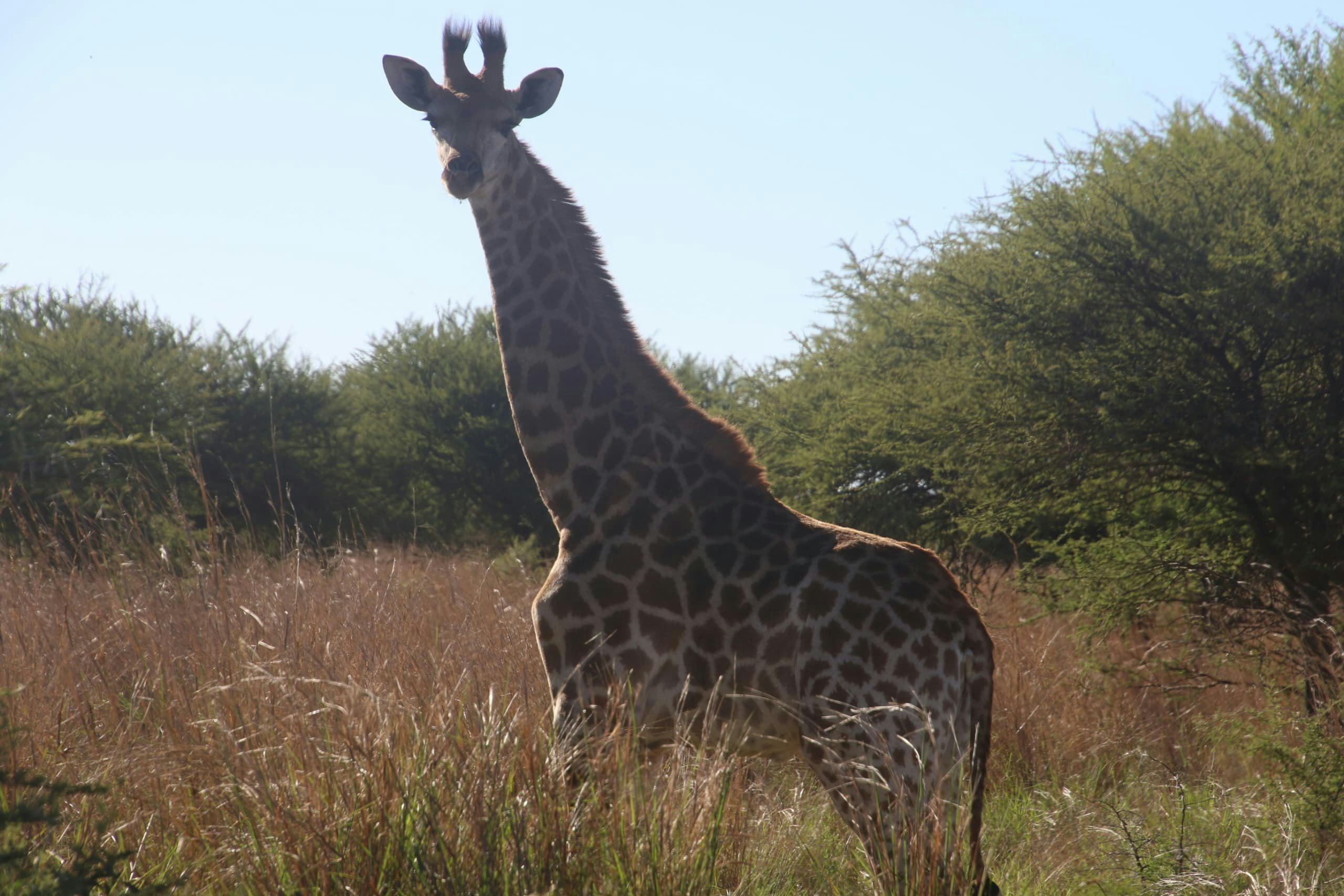Africantrust Safari gallery image