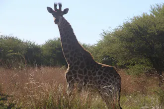 Africantrust Safari gallery image