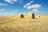 Ask The Farm