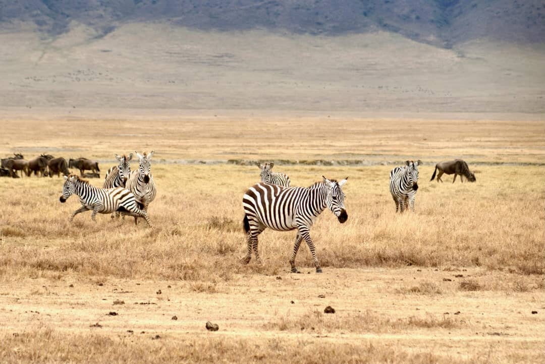 Africantrust Safari gallery image