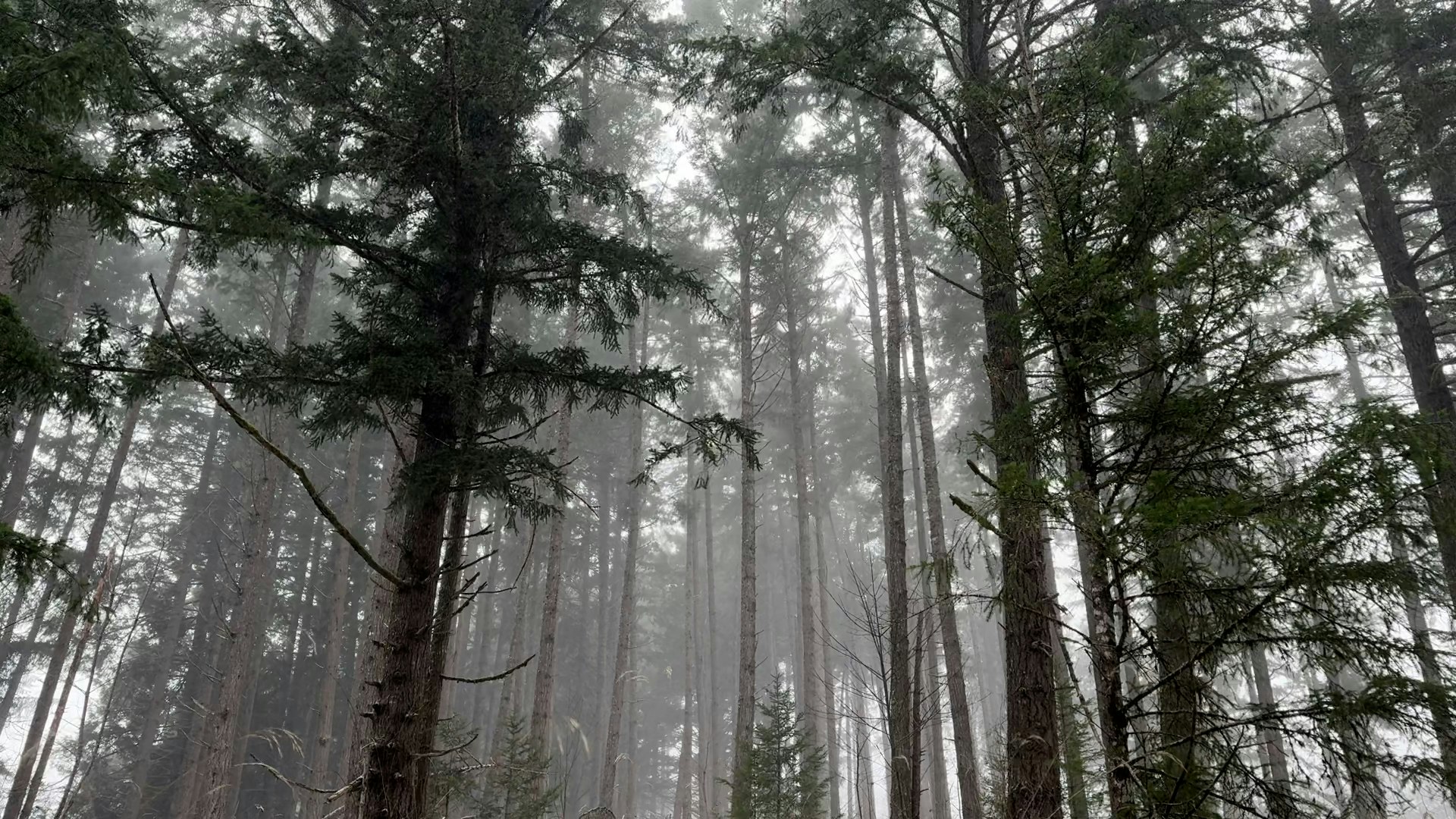 Vibescape gallery image