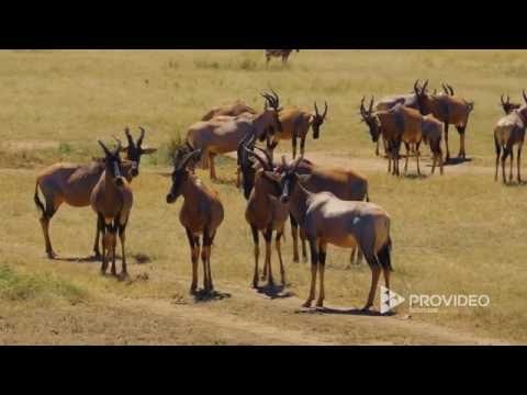 Pro Video Factory gallery image