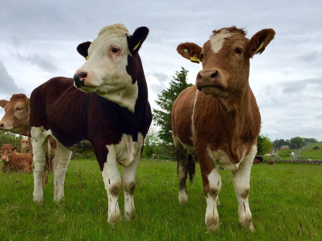 Commodities Trader gallery image