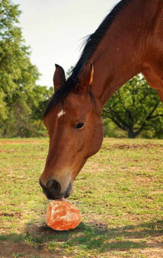 Himalayan Licking Salt for Animals gallery image