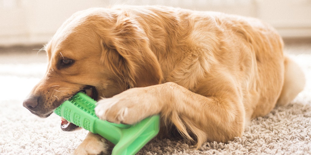 Bristly toothbrush 2024 for dogs review