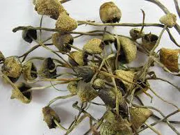Order Magic Mushrooms Online gallery image