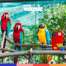 Money Walkie gallery image