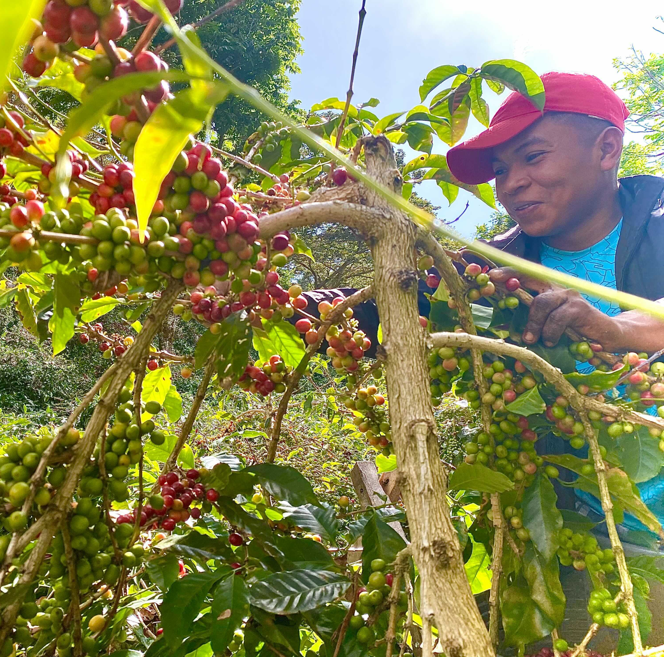 Coffee Cherry Superfood Powder gallery image