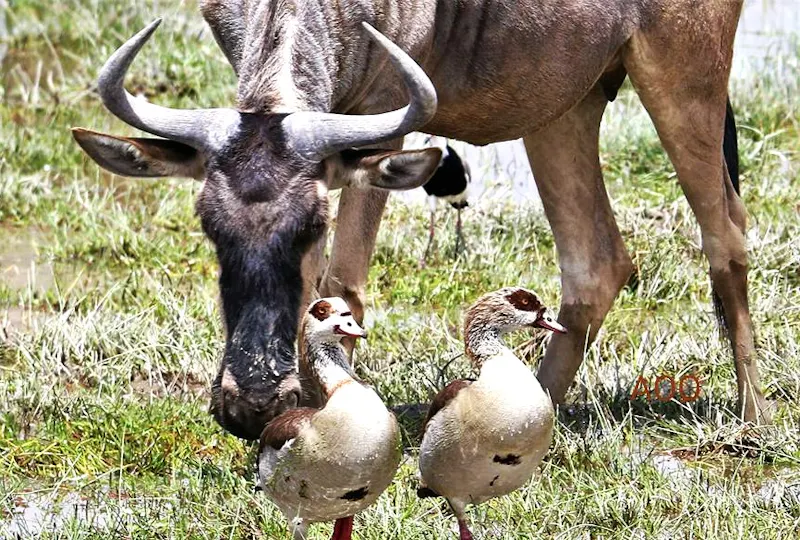 Wildlife Conservation Legacy in Kenya screenshot 5