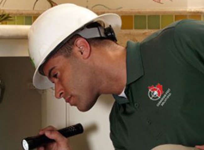 Wasp and Tick Extermination