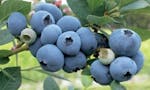Buy Sweetheart Blueberry Plants image