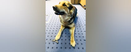 Poll option Our dog Una image