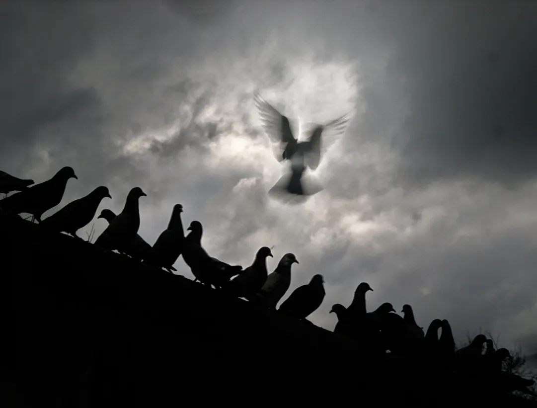 a world of artistic photos  gallery image