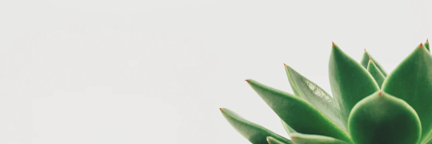 Jamshid Tashpulatov cover