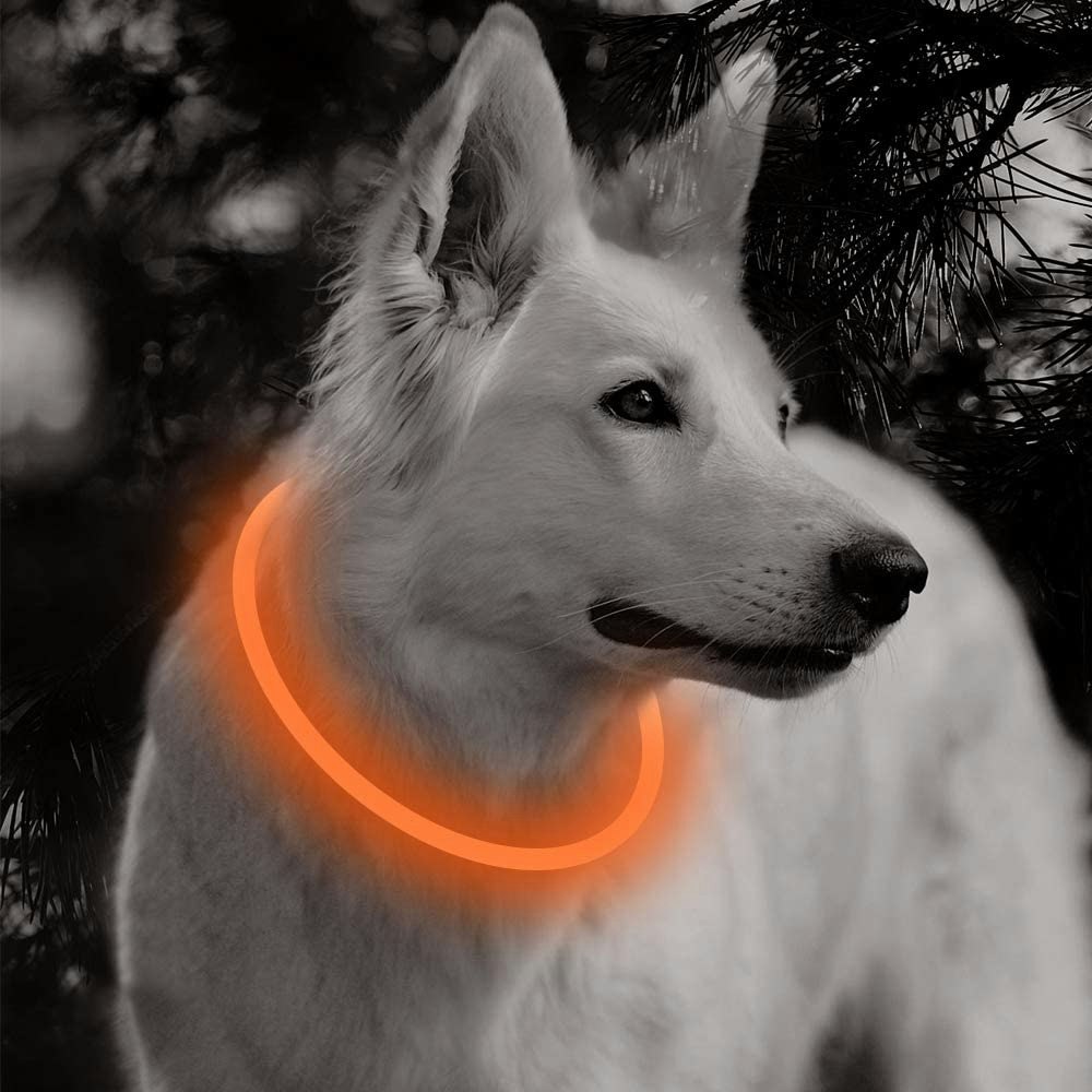 BSEEN LED DOG COLLAR- BE SEEN& BE SAFE! gallery image
