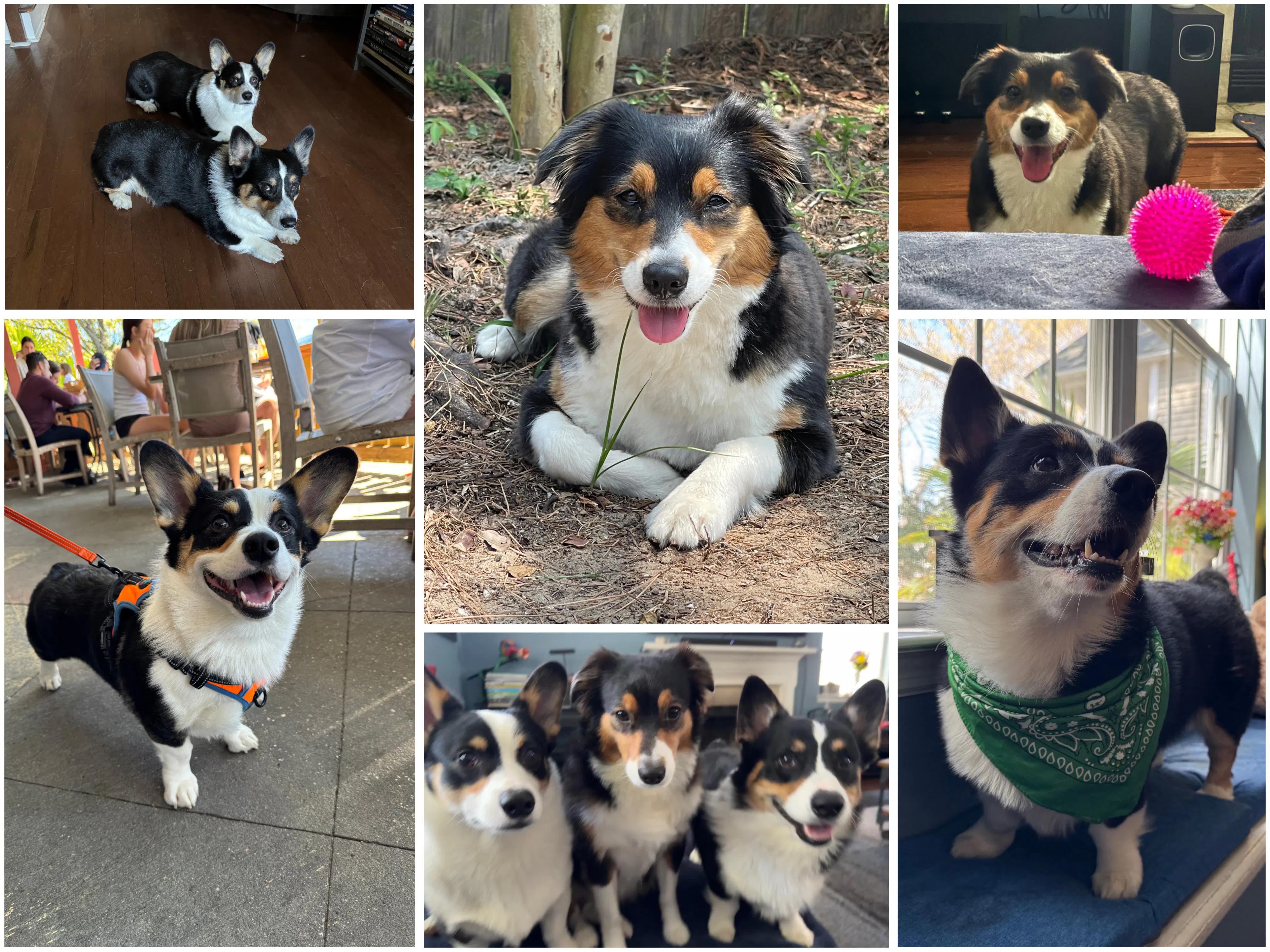 Pawformance gallery image