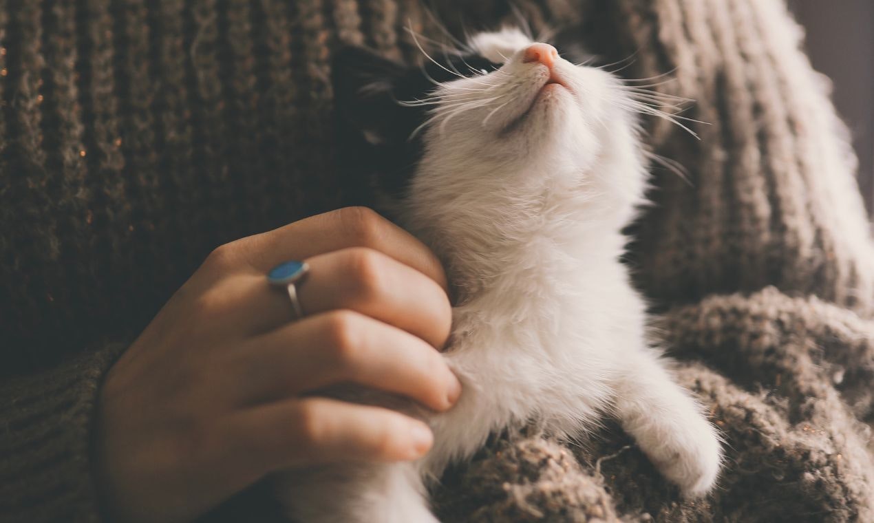 猫は不安を助けますか？ - 猫が私たちを幸せにする方法。調べてみましょう！メディア1